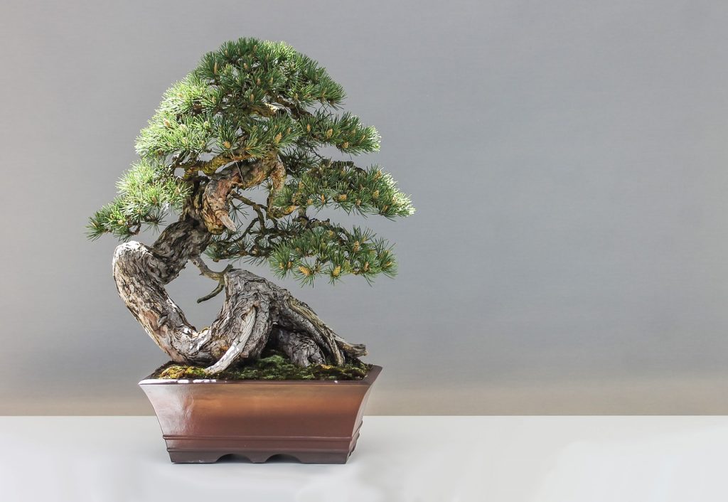 Bonsai da Interno Migliori Prodotti, Opinioni e Prezzi
